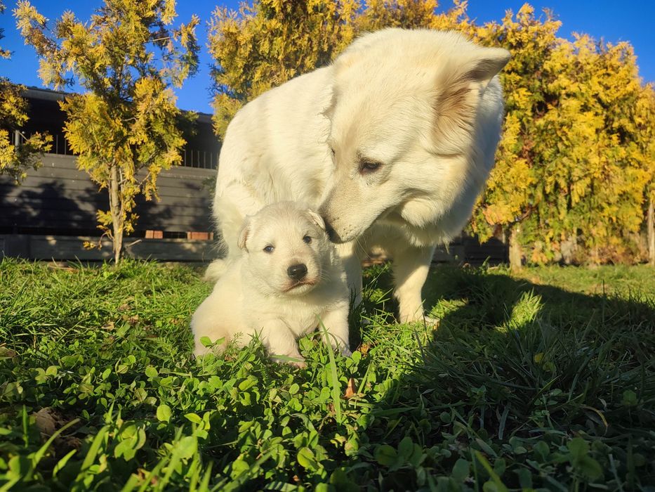 Owczarek szwajcarski długowłosy