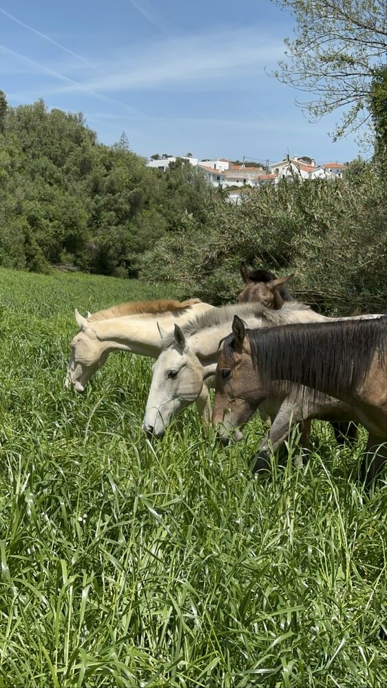 Cavalo com 4 anos, super mansinho.