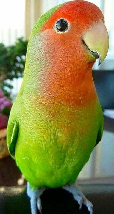 Vendo agapornis roseicollis