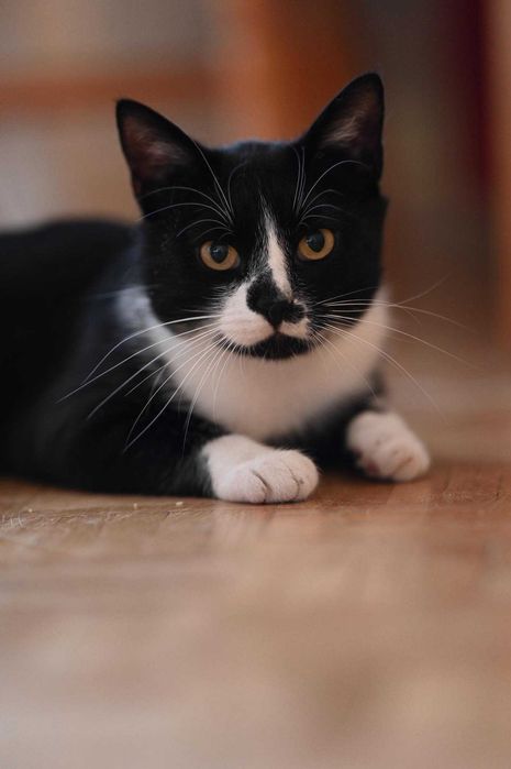 Romek - uroczy dżentelmen do adopcji!