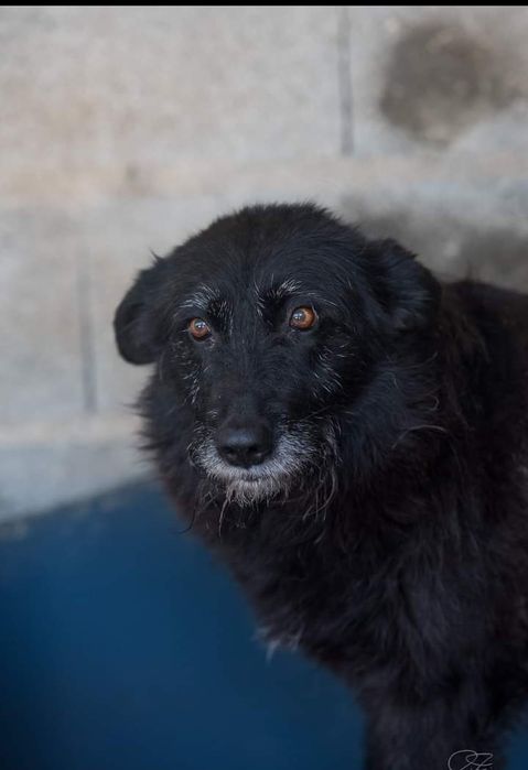 Lolipop- cachorra de porte médio/ grande para adoção