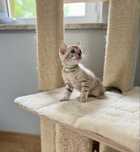 Kocurek bengalski Snow Mink TICA