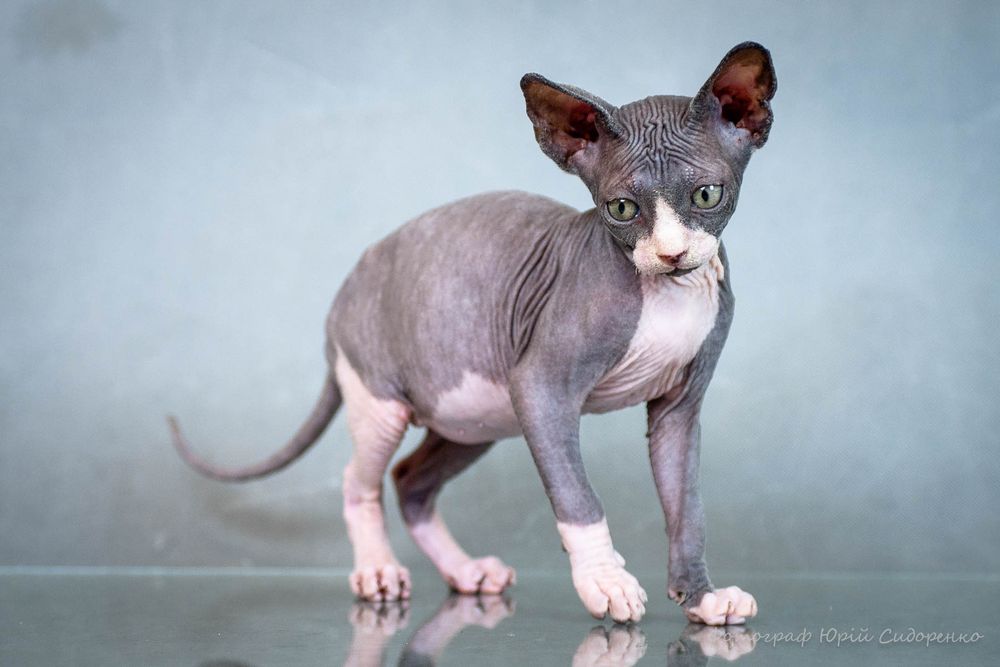 Сфинкс эльф , эльфик , шикарный мальчик, золотой характер,