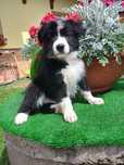 Border Collie,  szczeniak