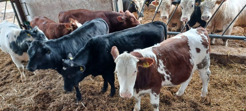 Sprzedam odsadki byczki MM BB SM LM