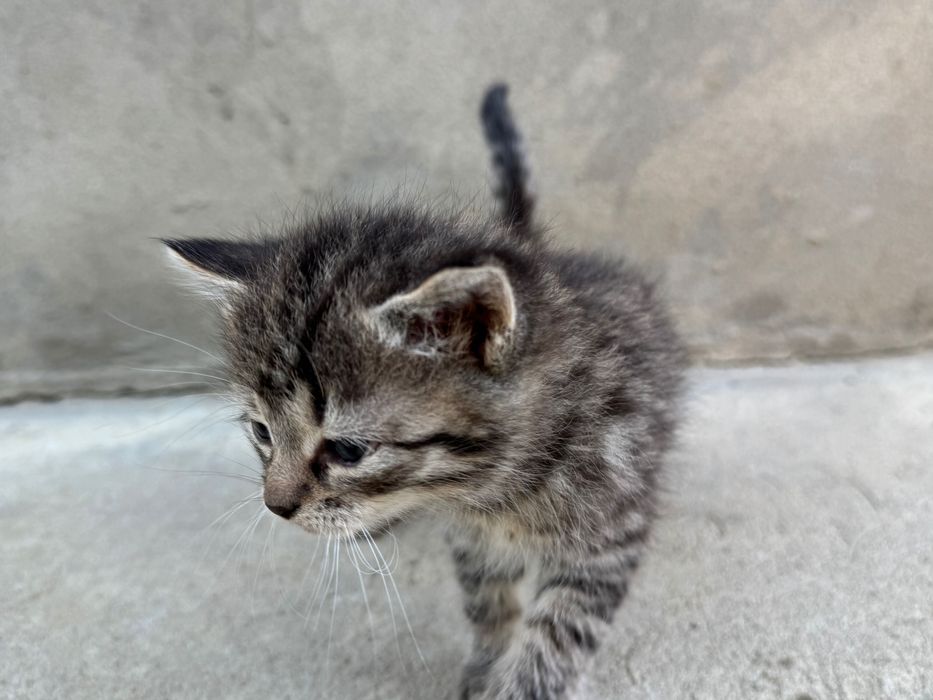 Віддам кошеня в хороші руки