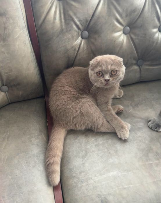 Британська вислоуха кішечка