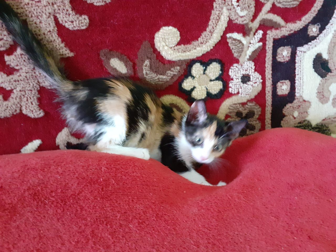 Чудо! Трёхмастная девочка кошечка котёнок котеня принесет вам счастье!