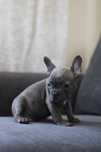 Buldog francuski BLUE
