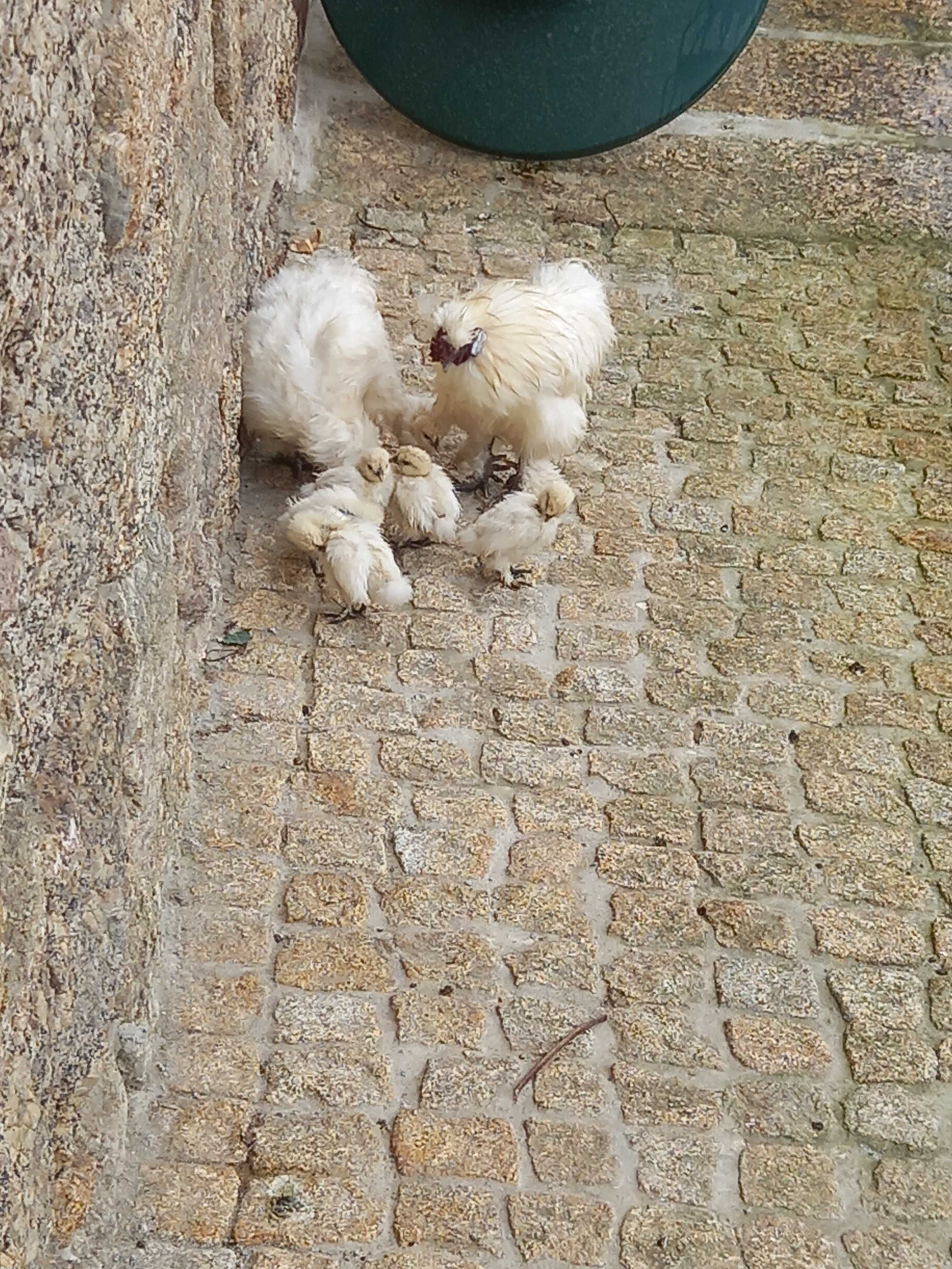 garnisas e sedosas