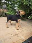Airedale terrier szczeniak