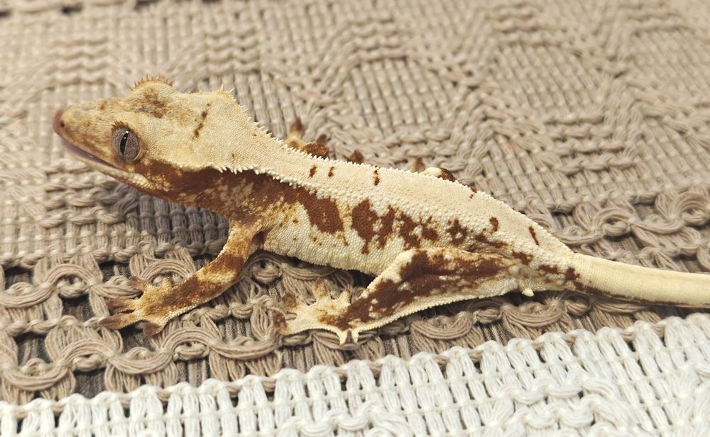 Gekon orzęsiony red/lilly white 20g samczyk WeedGeckos