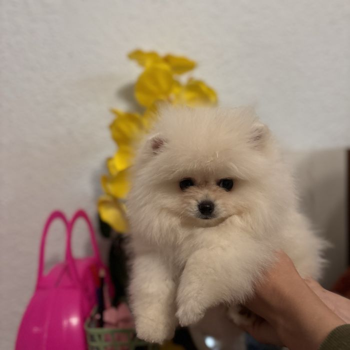 ляльковий Ведмедик хлопчик.