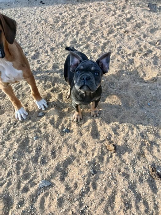 Sunia szczeniak buldog francuski