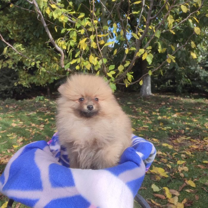 Wzorcowy Mały Szpic Niemiecki piękny exterrier rodzice FCI