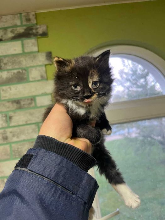 кошенятко в добрі руки подарую