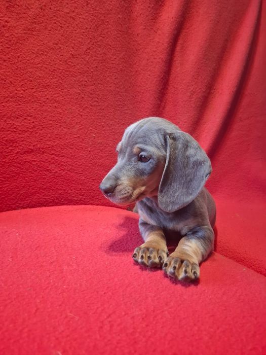 Jamnik miniaturowy suczka