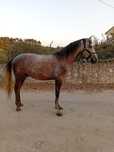 Vendo cavalo luso arabe