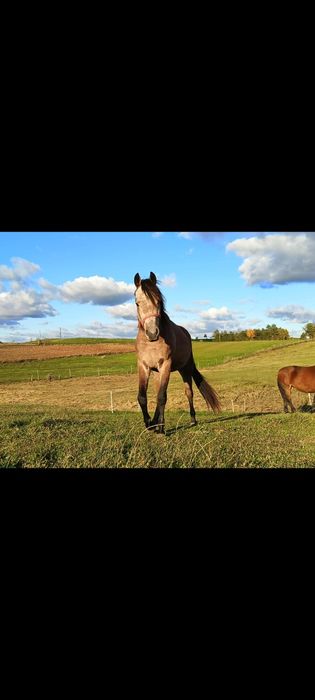 Wałach zmieni stajnie