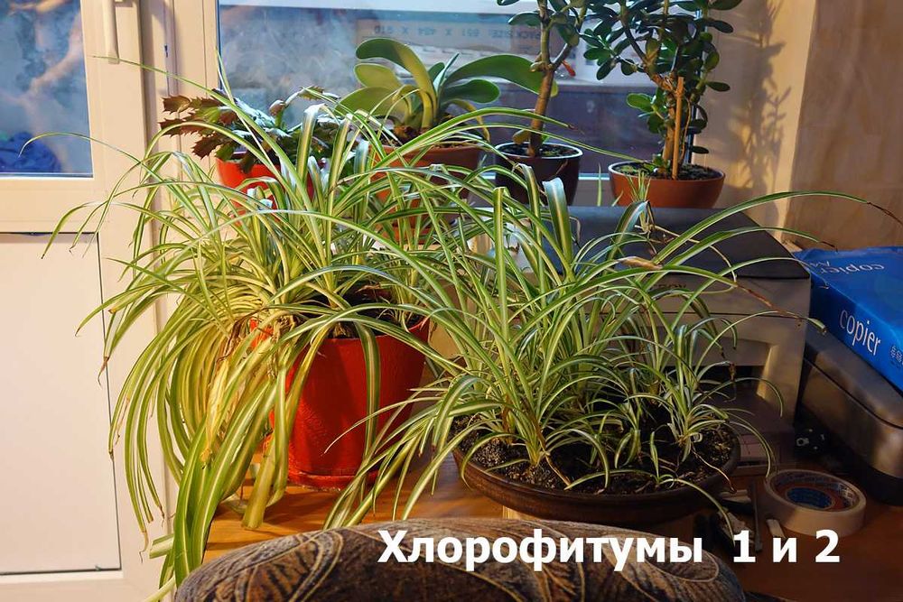 ХЛОРОФИТУМ, взрослый и рассада ОПТОМ