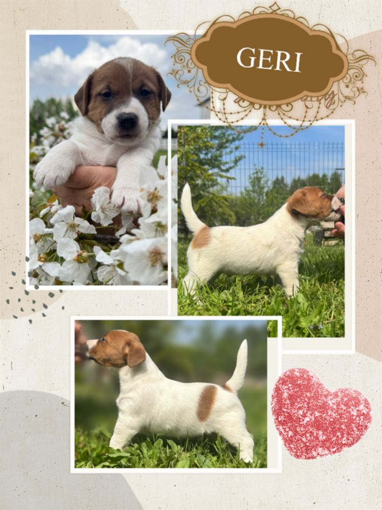 Piesek Jack Russell Terrier