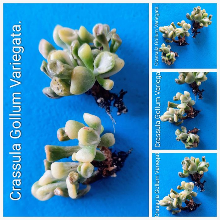 Вариегатные крассулы толстянки денежные деревья суккуленты.