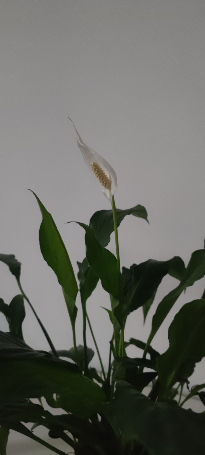 roślina Spathiphyllum 50 sm