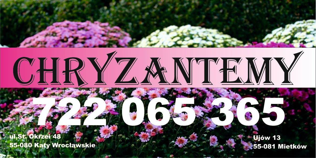 Chryzantemy drobnokwiatowe
