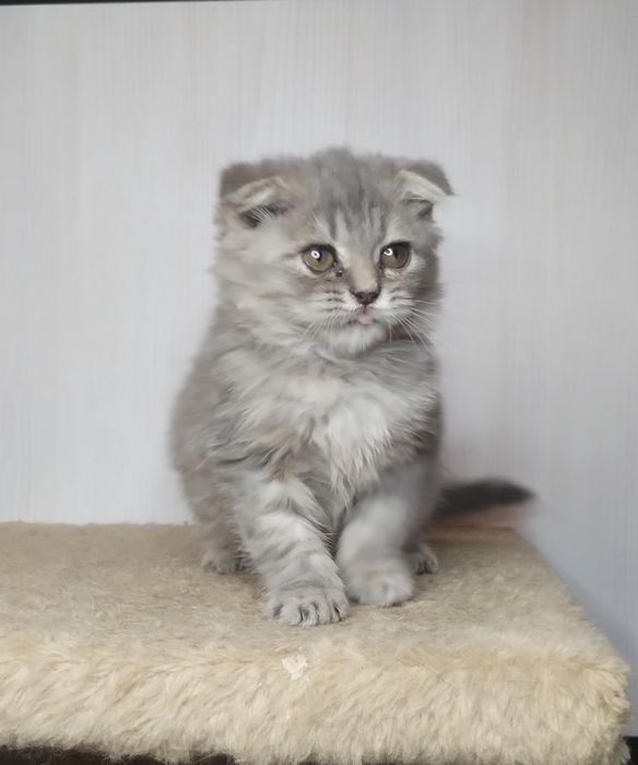 Чистокровний ідеальний шотландський принц з ВАКЦИНАЦІЄЮ