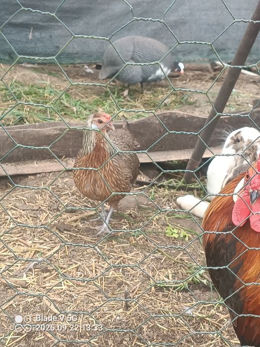 Sprzedam kury I koguty ozdobne