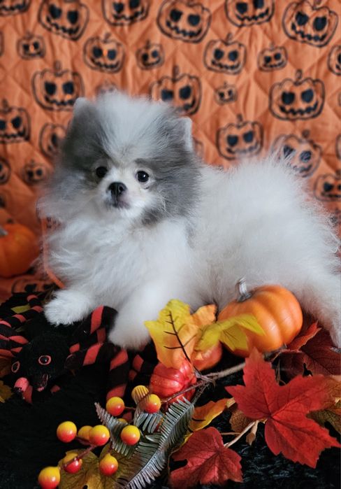 Pomeranian/Szpic miniaturowy piesek dla Konsenera PASZPORT!!!