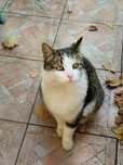 Kot za darmo do adopcji