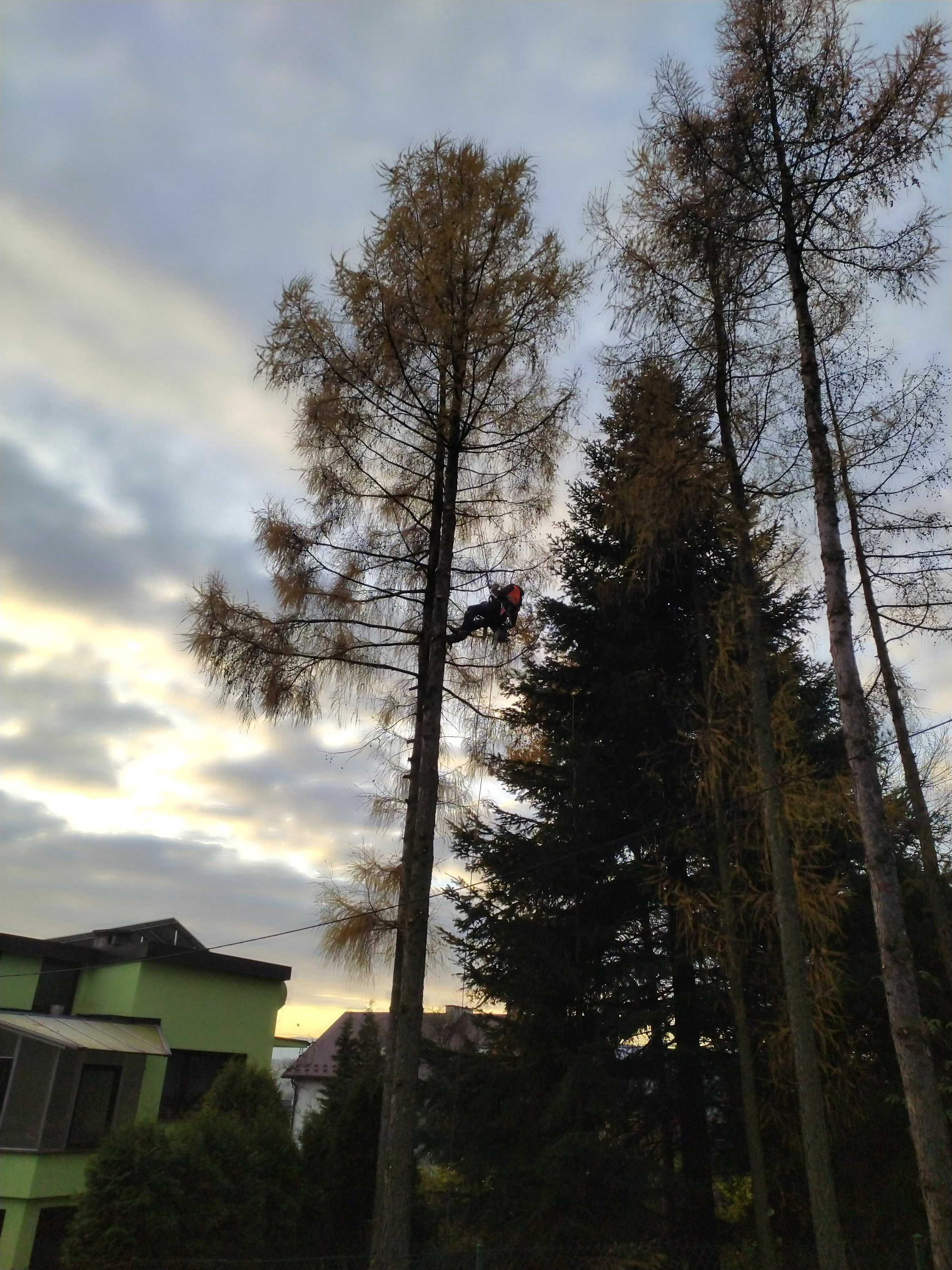 Wycinka drzew/pielęgnacja drzew /rębak/frezowanie pni