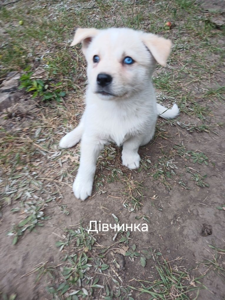 Подарую Хасенят в добрі руки