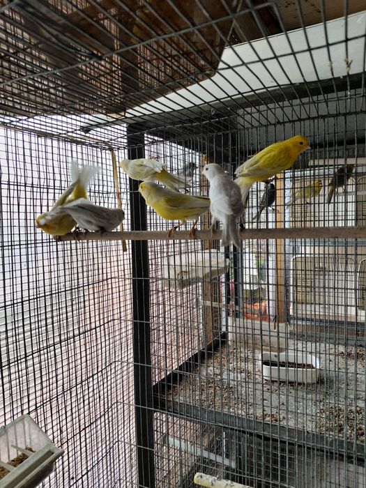 Ágata opala amarelo e branco