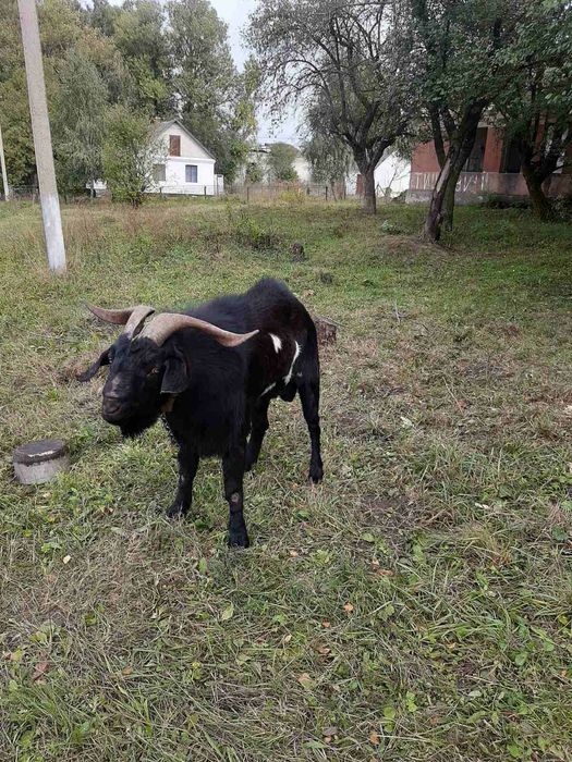 Продам козла. Ціна договірна