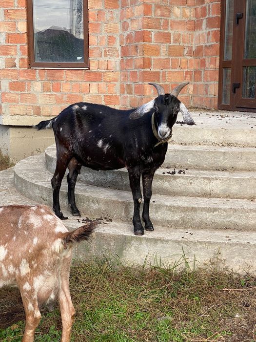 Англо-нубійські кози