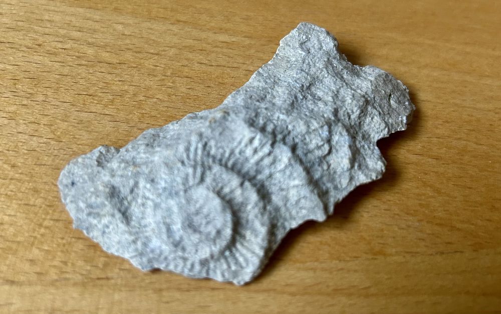 Niezwykła Skamielina kamień ! muszla amonit w kamieniu !
