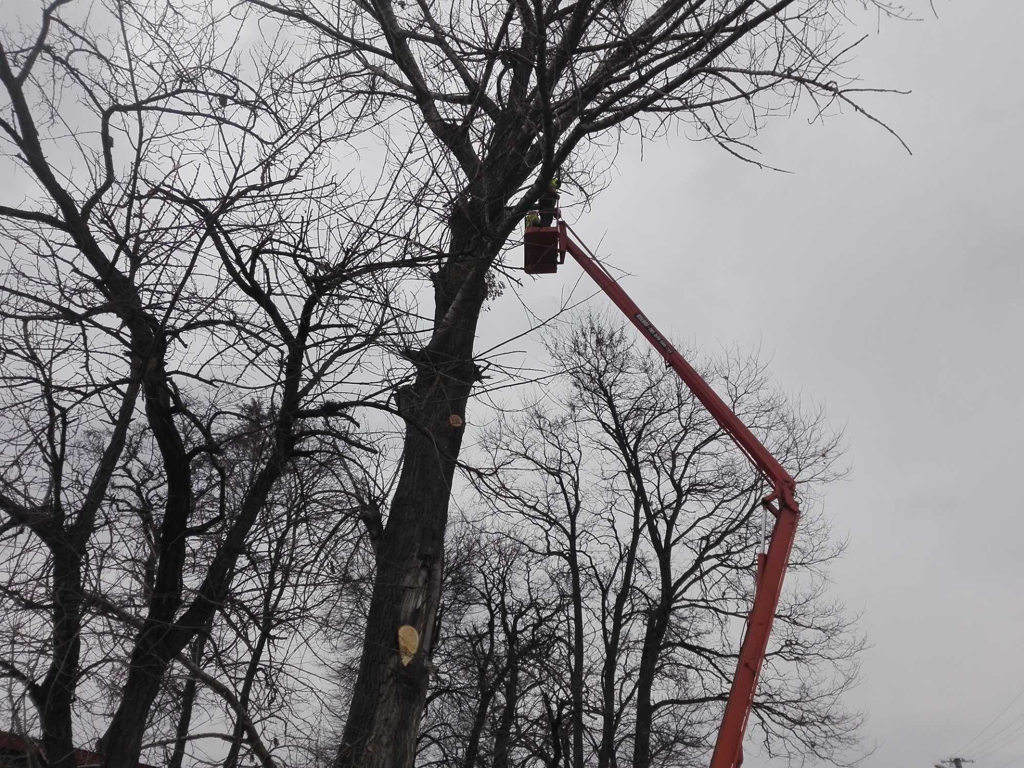 Zwyżka wycinka drzew podnośnik koszowy