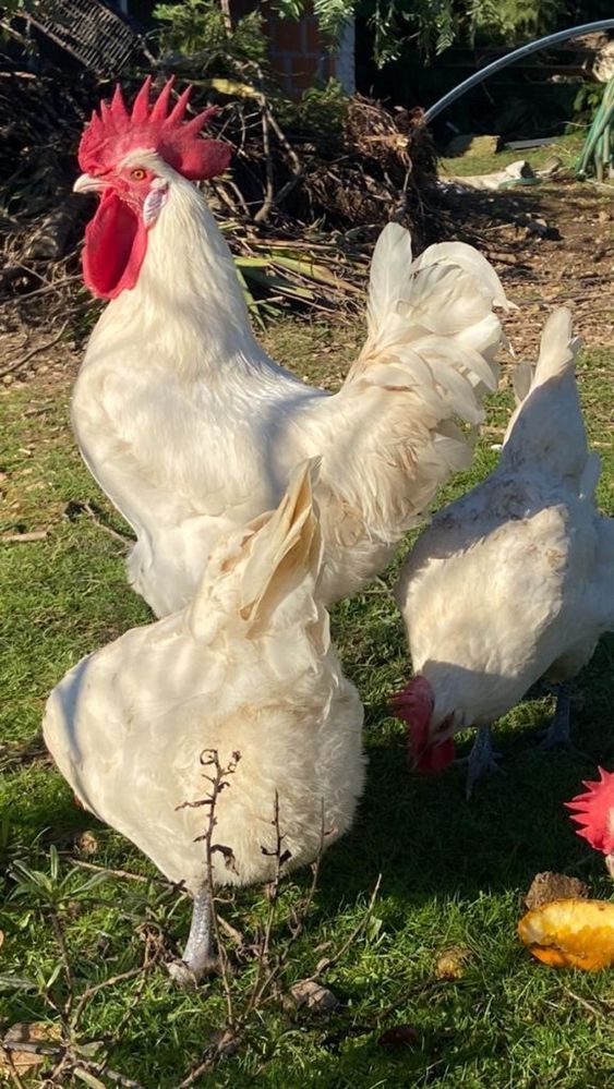 La Bresse Gauloise / Marans / Olive Egger - Ovos Galados