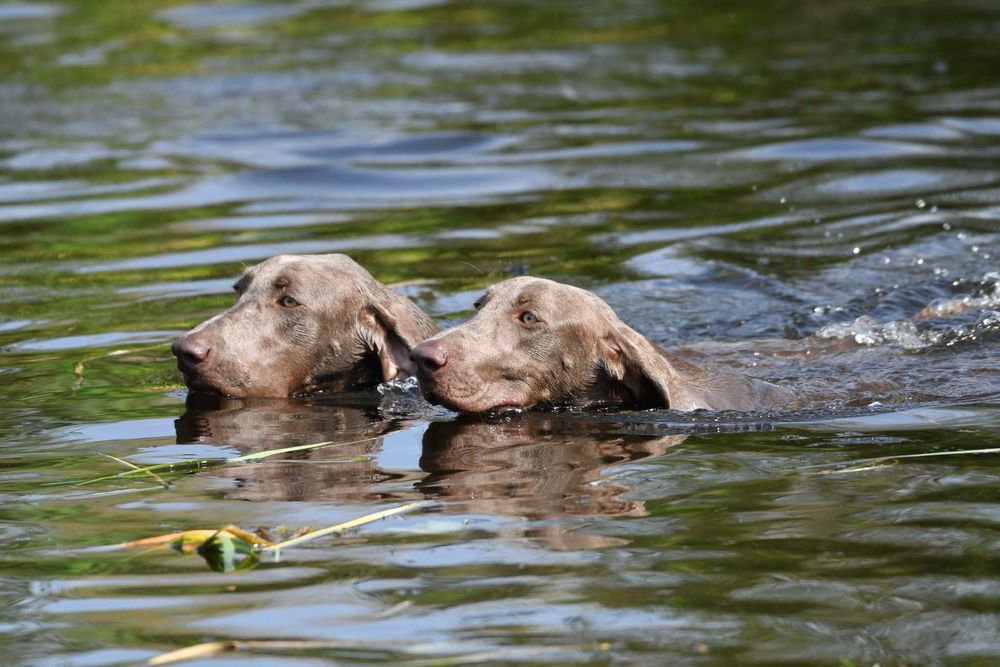 Wyżeł Weimarski - szczenię - piesek ZKwP FCI