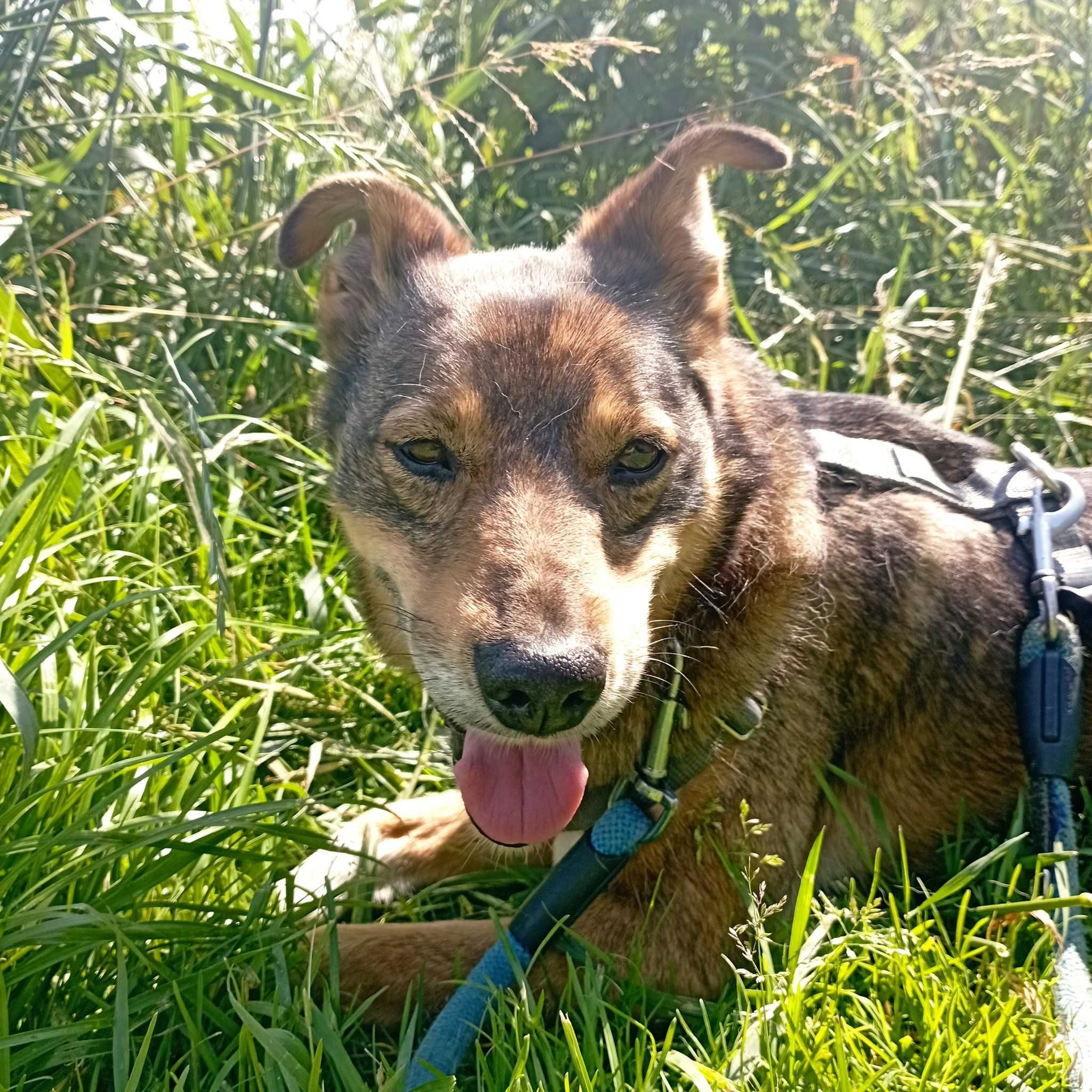 Tolek Wyjątkowy Piesek Szuka Domku Na Zawsze