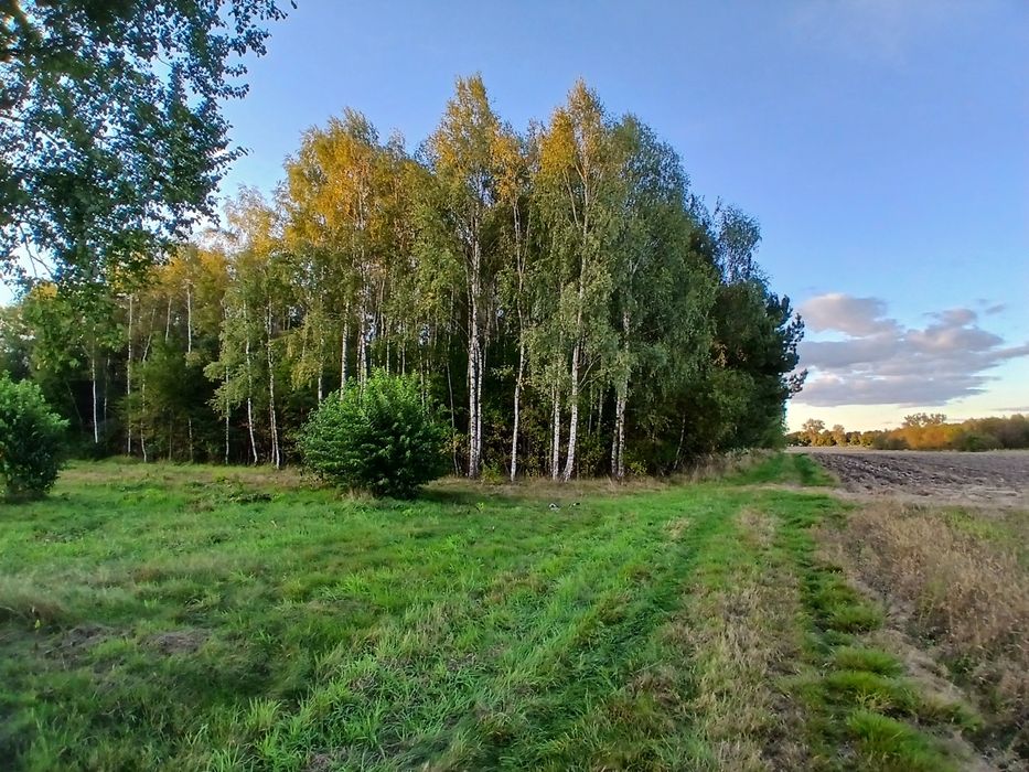 Sprzedam zadrzewioną działkę o powierzchni 2.79 ha