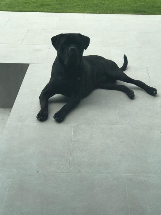 Кане Корсо BLACK Вʼязка