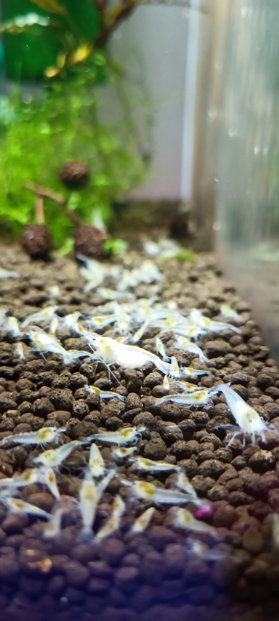 Neocaridina white Pearl 15szt gratis