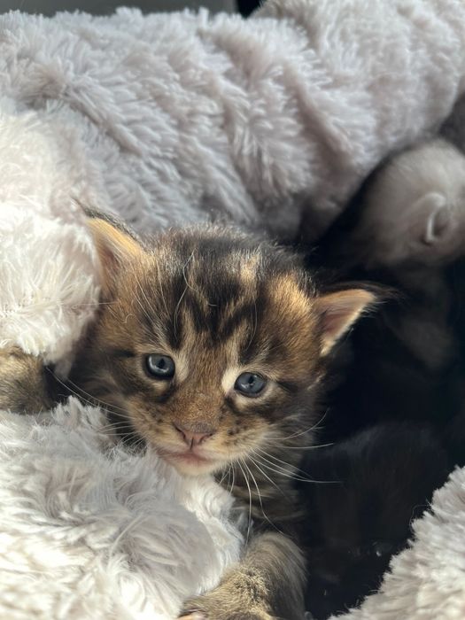 Kocurek Maine coon czarny klasycznie pręgowany linia shaded