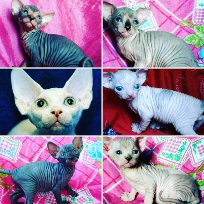 Весение малыши. Есть девочки и мальчики