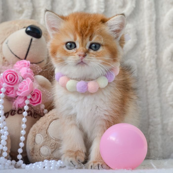 Кошеня золота принцеса