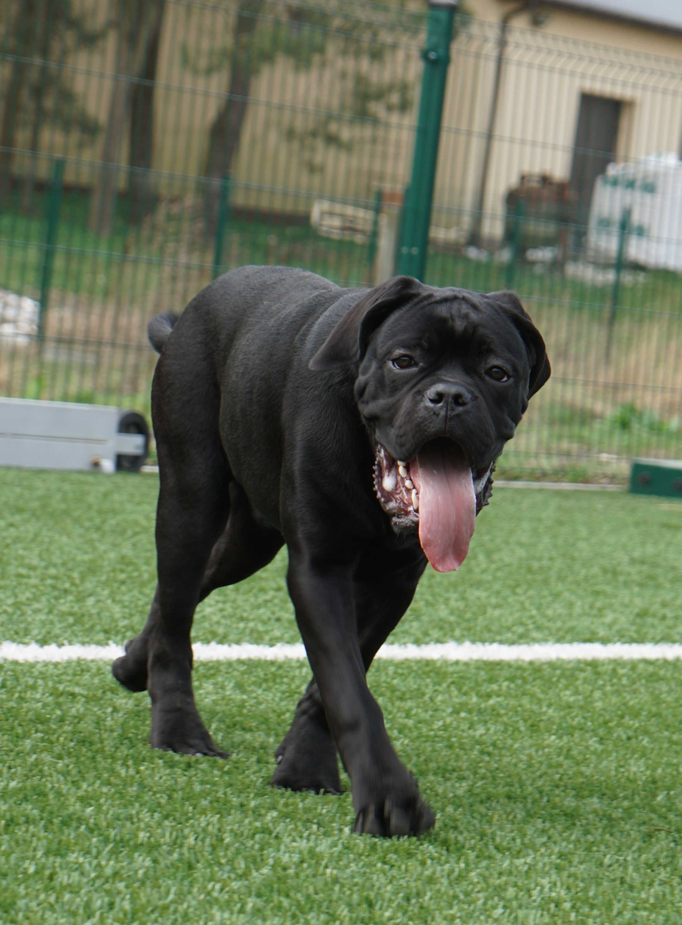 Piękny szczeniak Cane Corso FCI