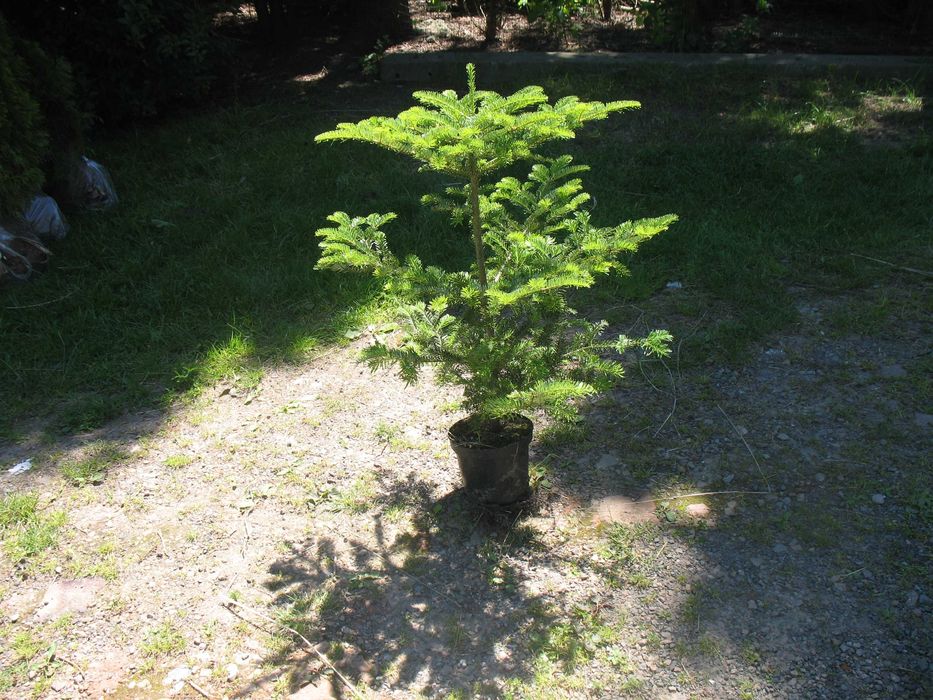 jodła koreańska 80 cm